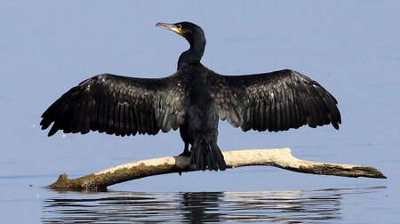 Kormoran